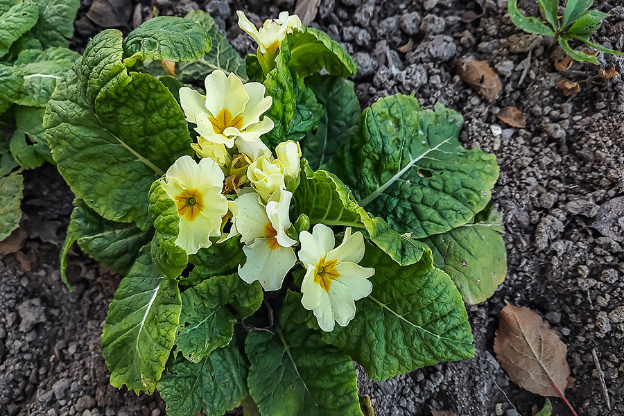 Primeln blühen heuer bereits im November bei unserem Biotop im Vorgarten; Foto: Josef Strassner © 2024